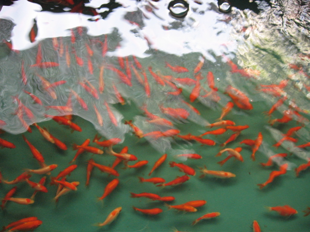 goldfish