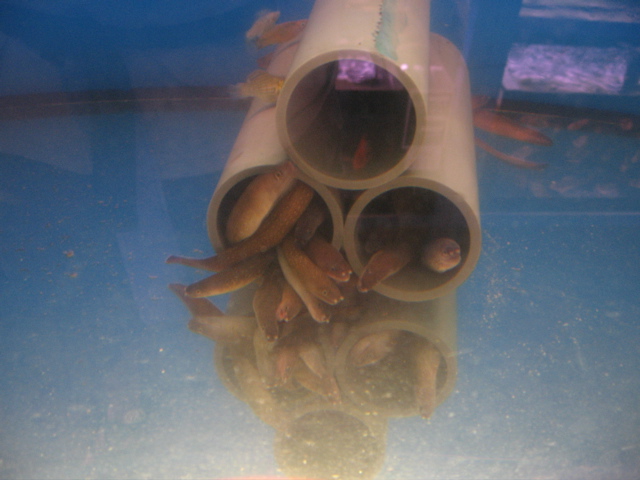 Crowd of eels