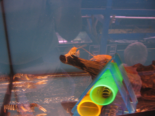 Gold crayfish