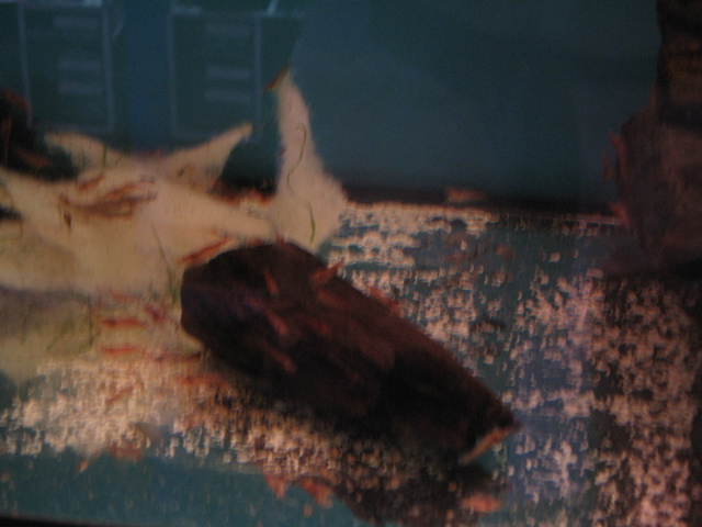 cherry shrimp