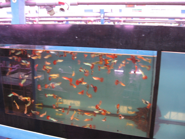 guppies
