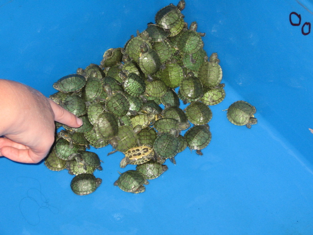 Wee turtles