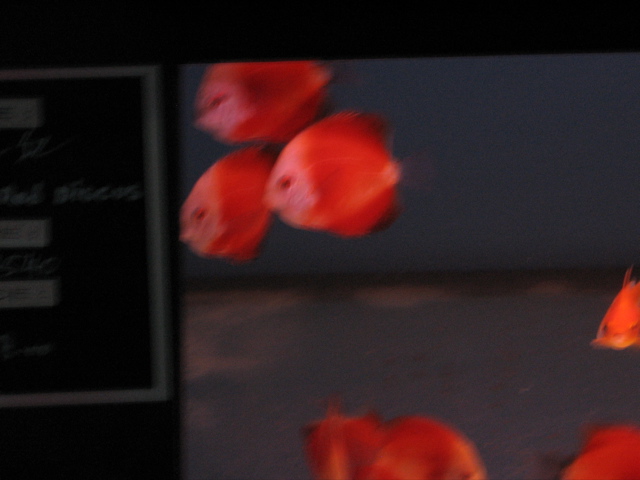 discus
