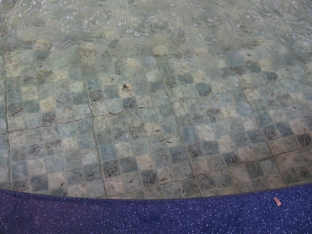 Fish Spa #2