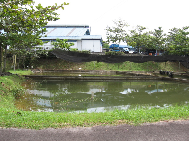 Arowana pond #3