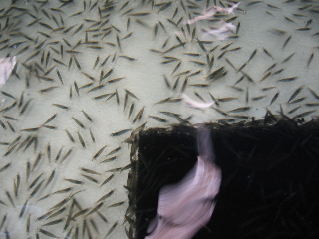 Shipping #9 -- yamato shrimp