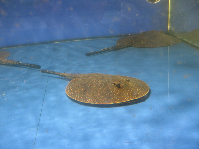 stingray