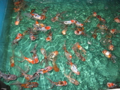 more goldfish
