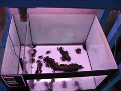 crabs