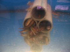 Crowd of eels