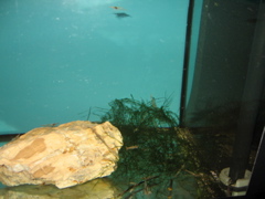 longnose shrimp