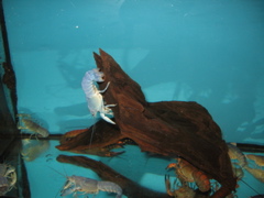 blue crayfish