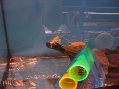 Gold crayfish