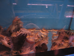 More crayfish