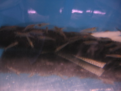 Yamato shrimp