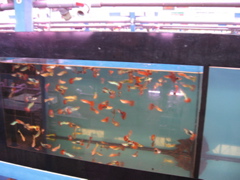 guppies