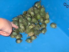 Wee turtles