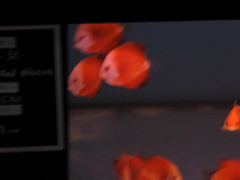 discus