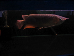 Arowana #1