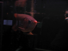 $2000 arowana