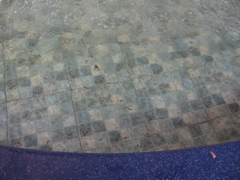 Fish Spa #2