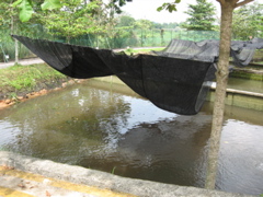 Arowana pond #1