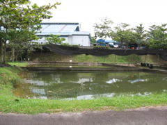 Arowana pond #3