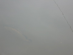 Arowana in pond