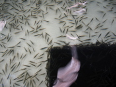Shipping #9 -- yamato shrimp
