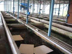 Breeding pens