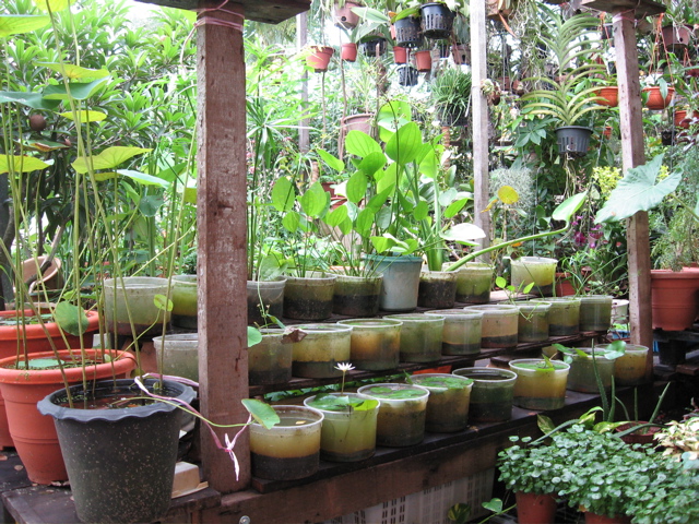 Plant nursery