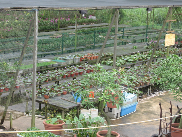 Lilly nursery 2
