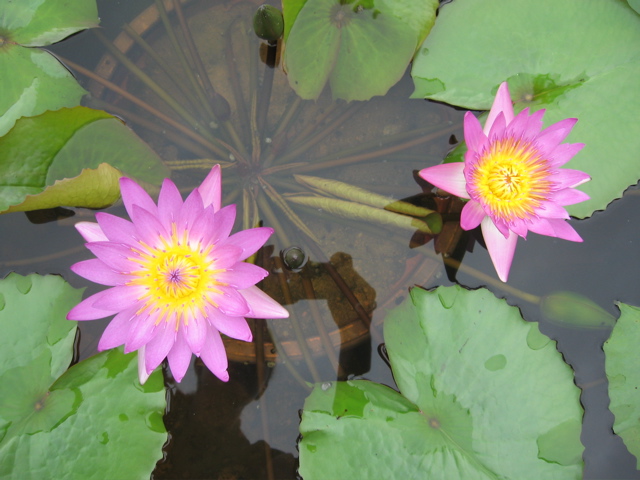 Lilly nursery 3