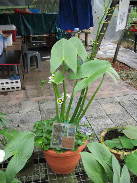Lilly nursery 5