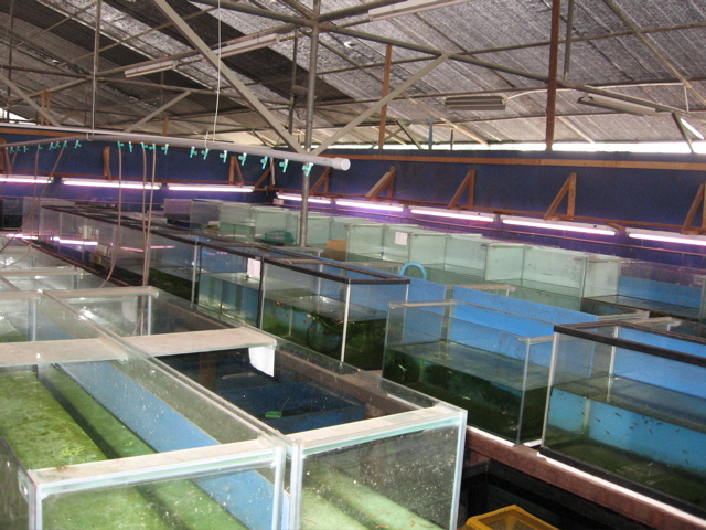 Guppy Galaxy 3