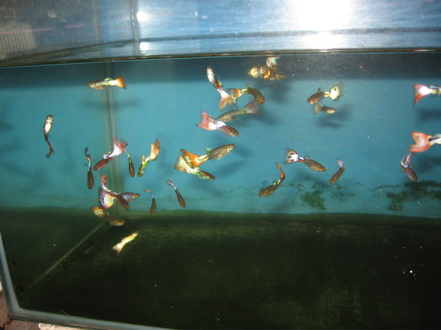 Guppy Galaxy 4