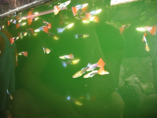 Guppy Galaxy 6