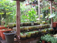 Plant nursery