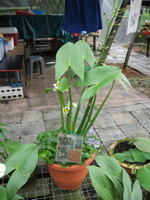 Lilly nursery 5