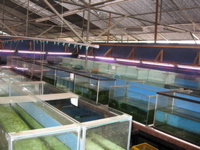 Guppy Galaxy 3