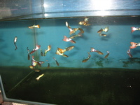 Guppy Galaxy 4