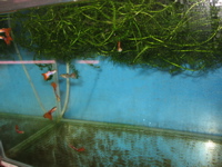Guppy Galaxy 5