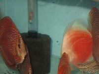 Discus 2