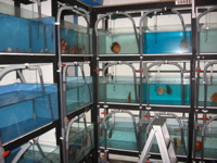 Discus 5