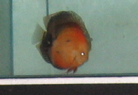 Baby discus