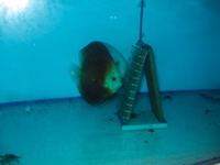 Discus breeding tank