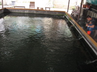 Fish Ponds 2