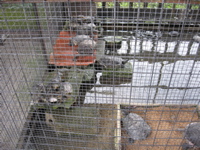 Turtles