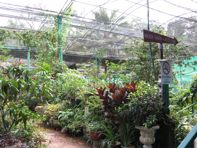 Butterfly Garden 1