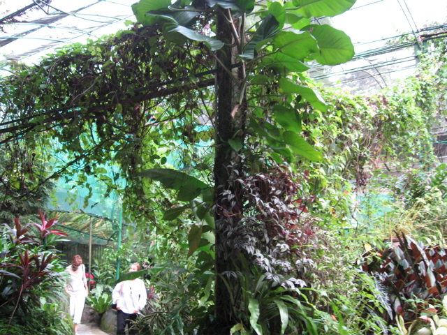 Butterfly Garden 2